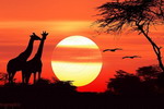 Khám phá thiên đường hoang dã Kenya